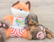 8 week old Cavapoo Puppy For Sale - Premier Pups