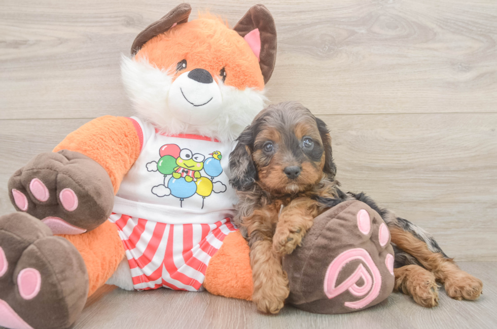 6 week old Cavapoo Puppy For Sale - Premier Pups