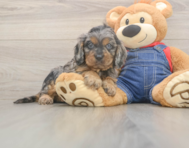 7 week old Cavapoo Puppy For Sale - Premier Pups