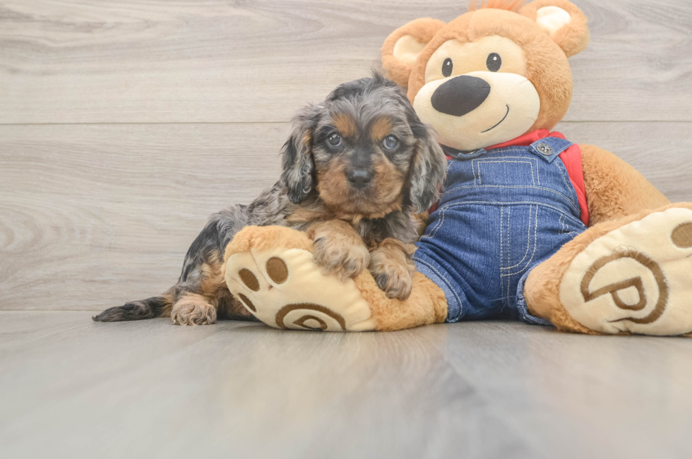 5 week old Cavapoo Puppy For Sale - Premier Pups