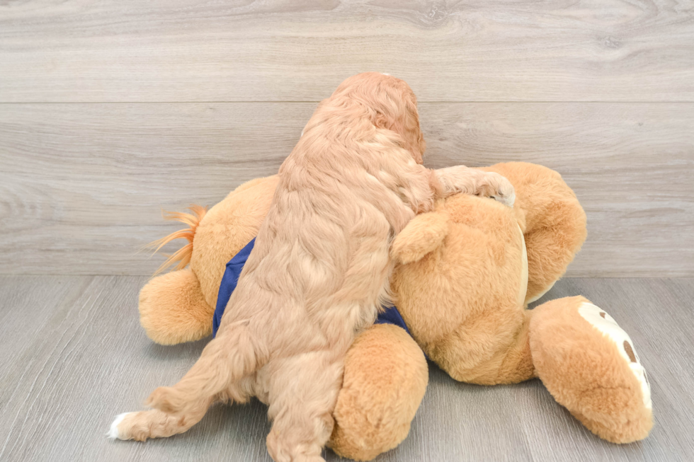 Cavapoo Puppy for Adoption