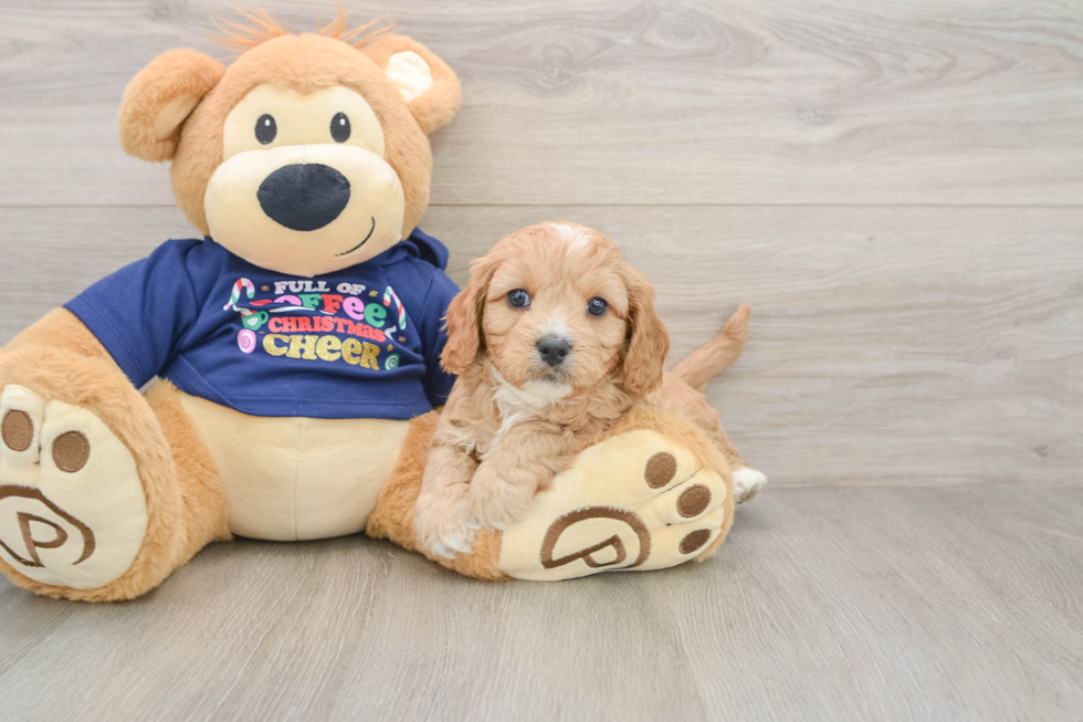 Cavapoo Puppy for Adoption
