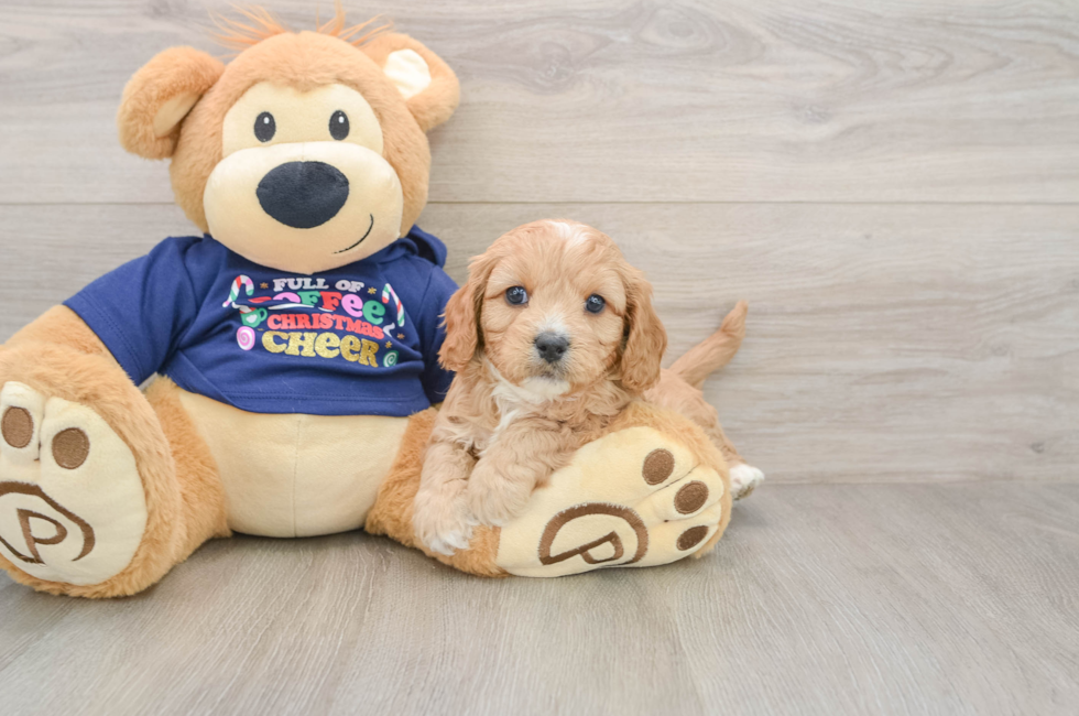 5 week old Cavapoo Puppy For Sale - Premier Pups