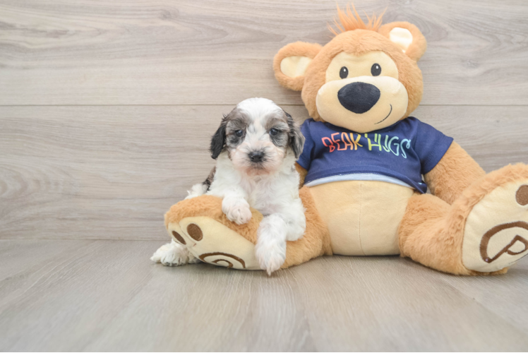 Cavapoo Pup Being Cute