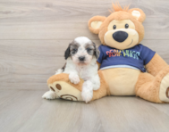 7 week old Cavapoo Puppy For Sale - Premier Pups