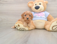 8 week old Cavapoo Puppy For Sale - Premier Pups