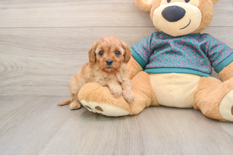 Best Cavapoo Baby