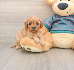 8 week old Cavapoo Puppy For Sale - Premier Pups