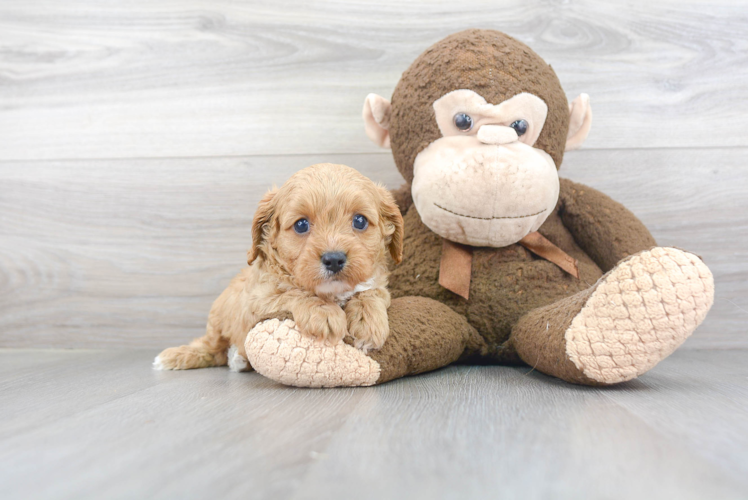 Best Cavapoo Baby