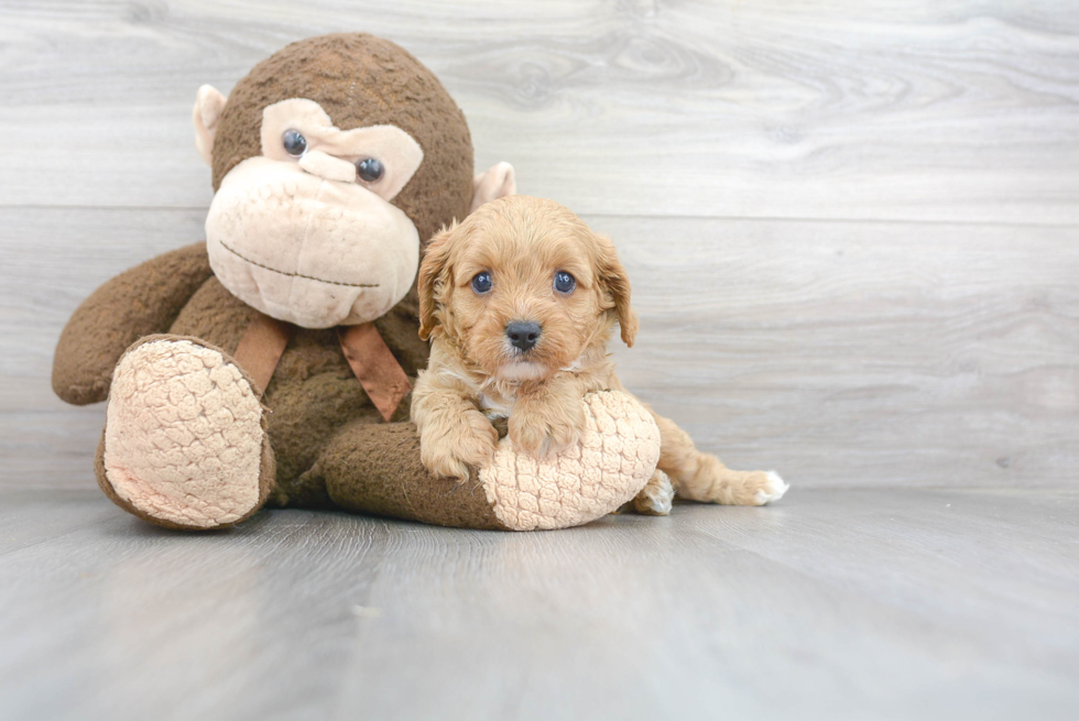 Cavapoo Pup Being Cute