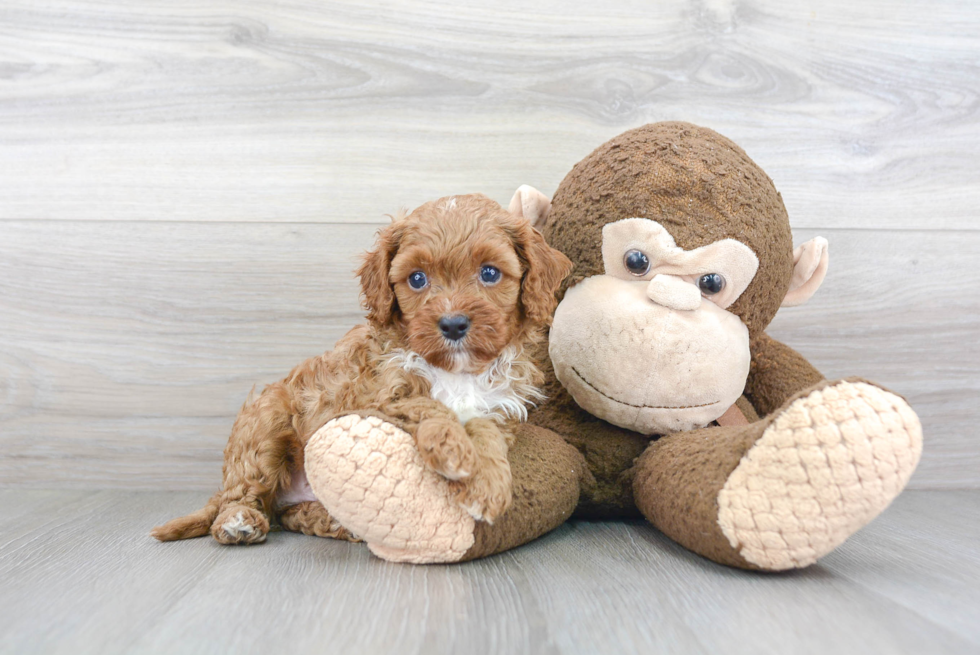 Adorable Cavoodle Poodle Mix Puppy