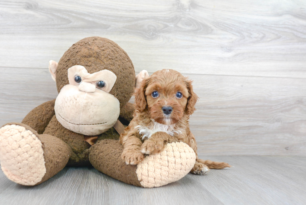 Little Cavoodle Poodle Mix Puppy