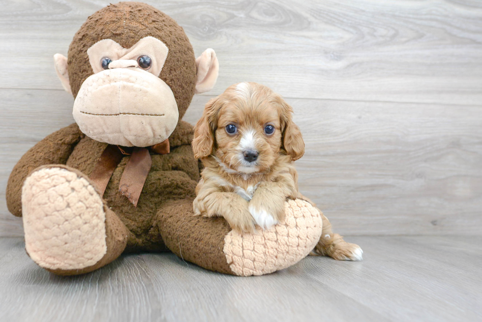 Cavapoo Pup Being Cute