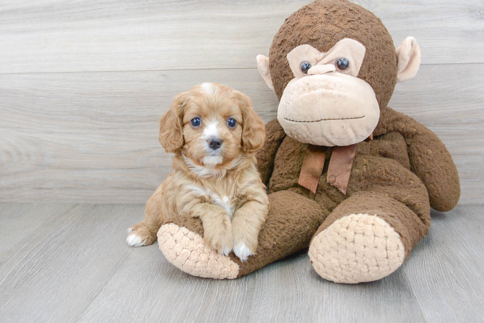 Cavapoo Puppy for Adoption