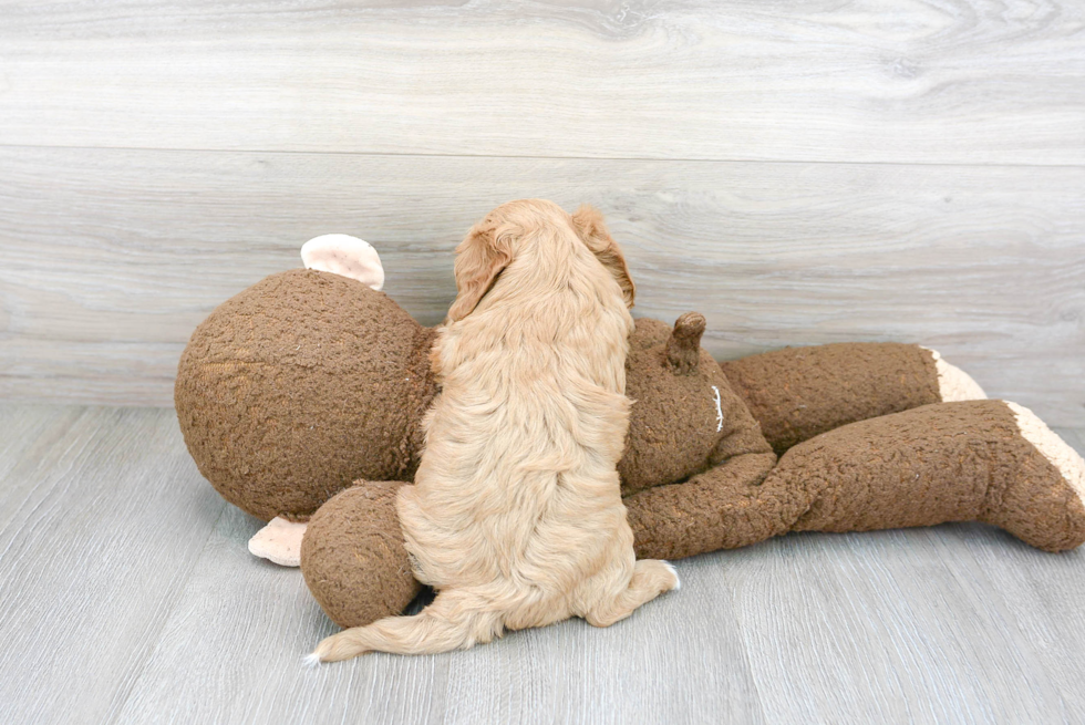 Cavapoo Pup Being Cute