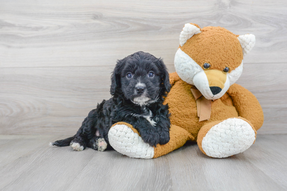 Happy Cavapoo Baby