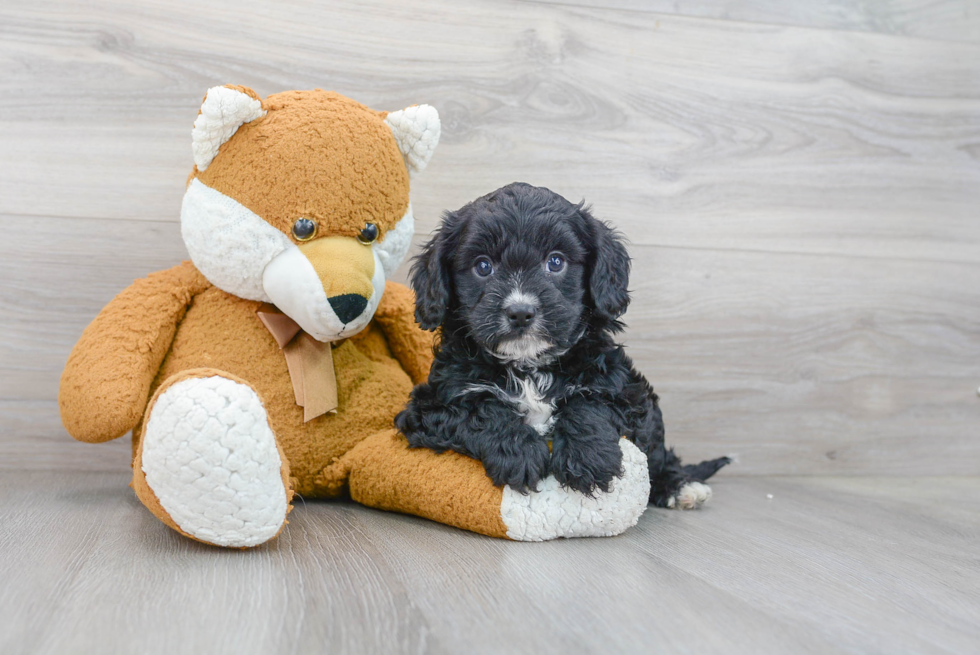 Cavapoo Puppy for Adoption