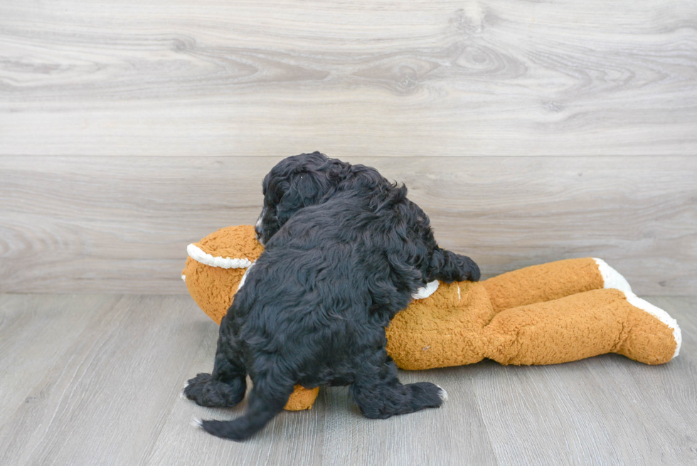 Hypoallergenic Cavoodle Poodle Mix Puppy