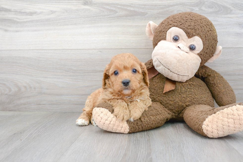 Cavapoo Puppy for Adoption