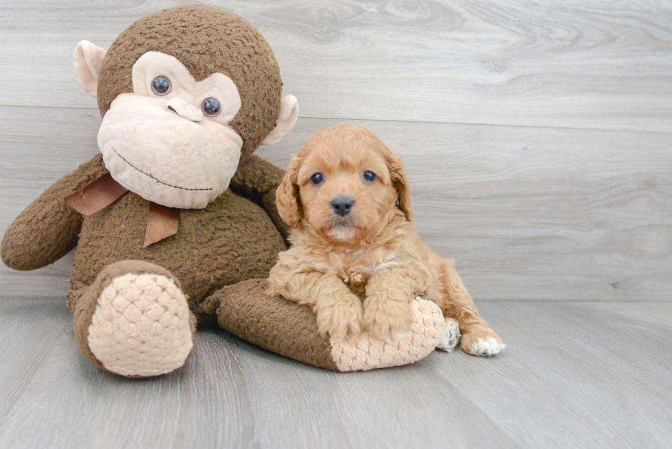 Cavapoo Puppy for Adoption