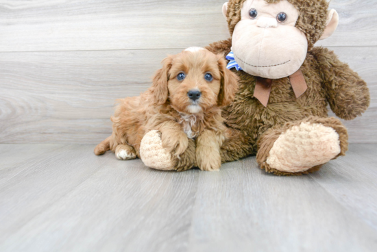 Playful Cavoodle Poodle Mix Puppy