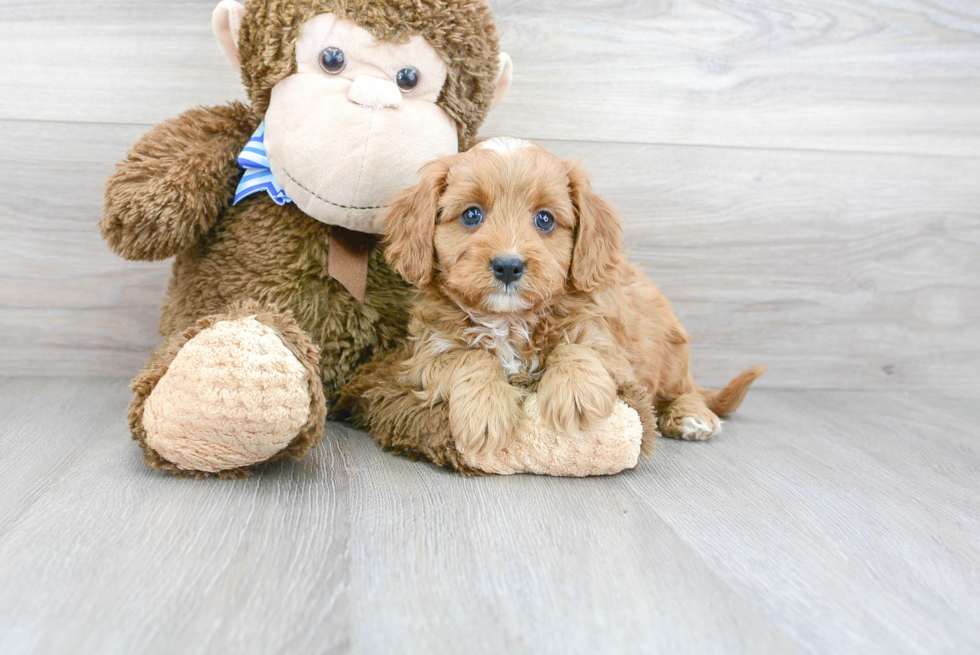 Cavapoo Puppy for Adoption