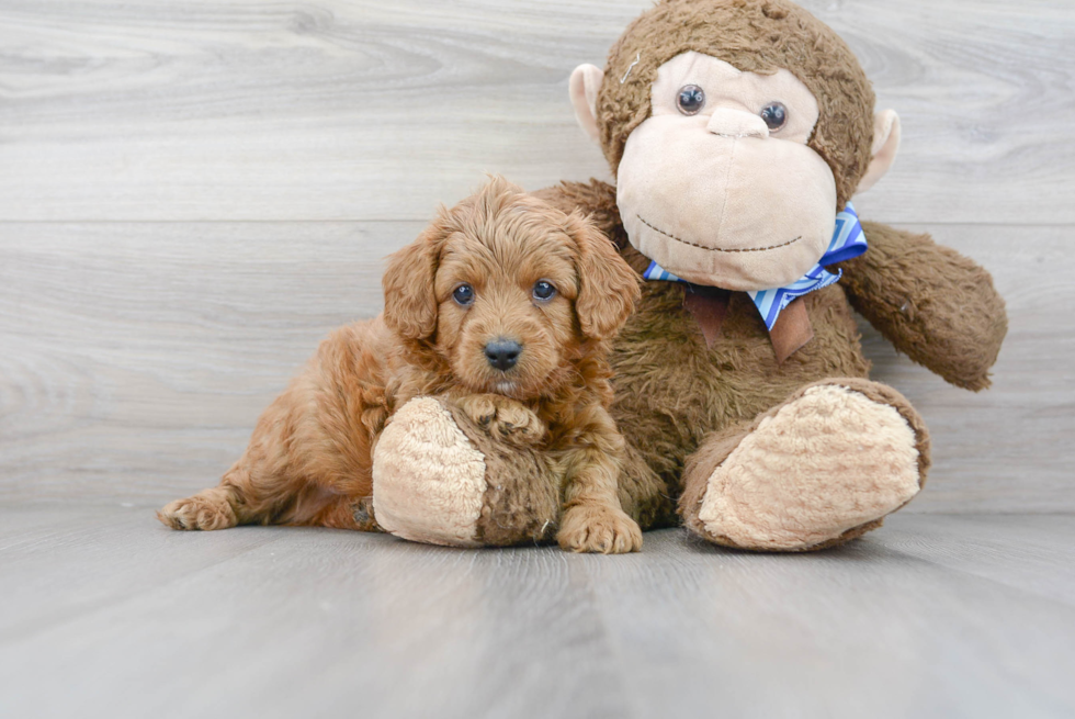 Small Cavapoo Baby