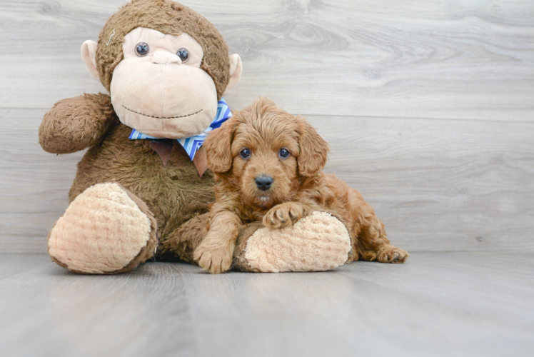 Cavapoo Pup Being Cute