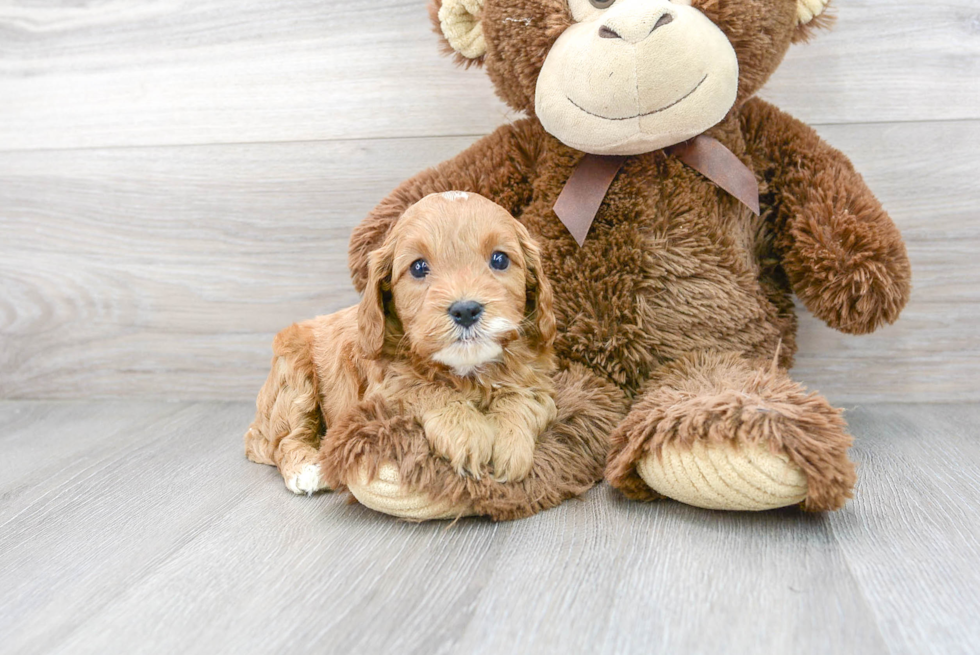 Cute Cavoodle Poodle Mix Puppy