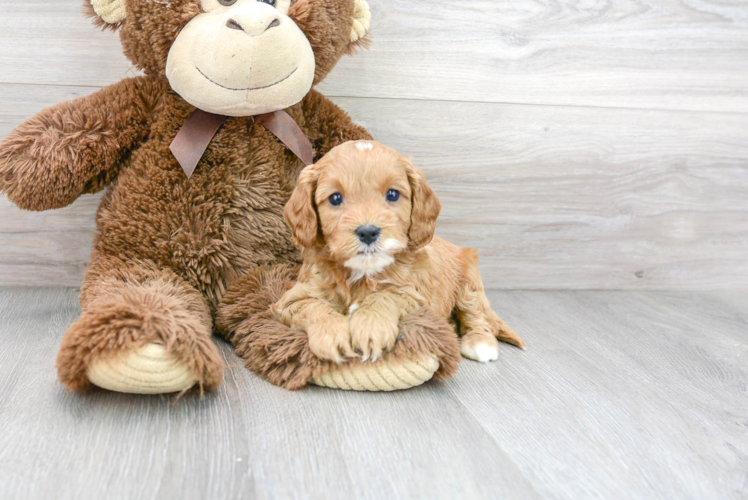 Best Cavapoo Baby
