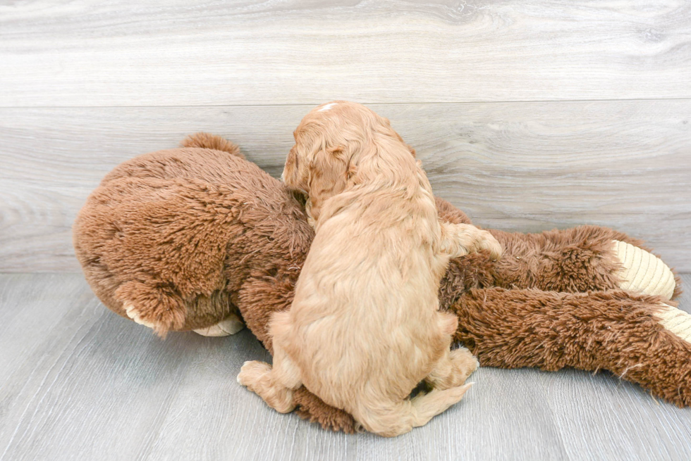 Cavapoo Pup Being Cute