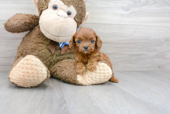 Cavapoo Pup Being Cute