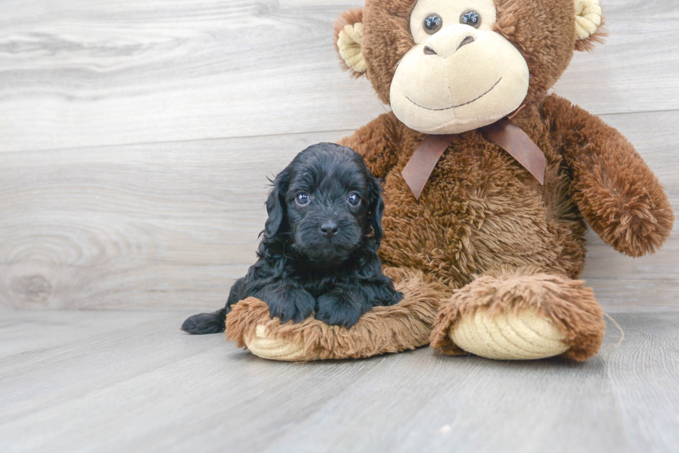 Small Cavapoo Baby