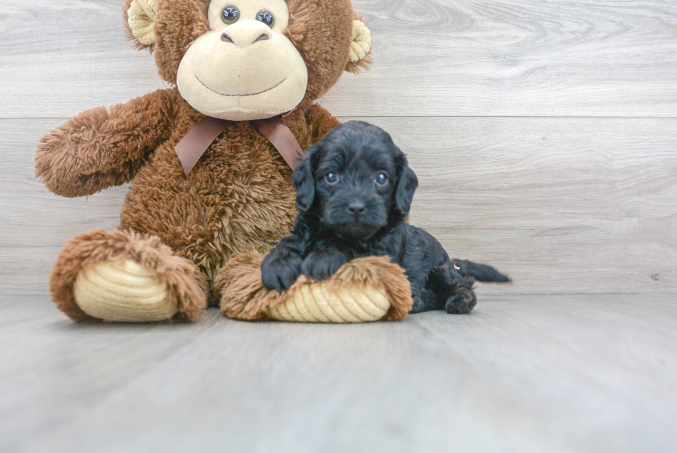 Cavapoo Pup Being Cute