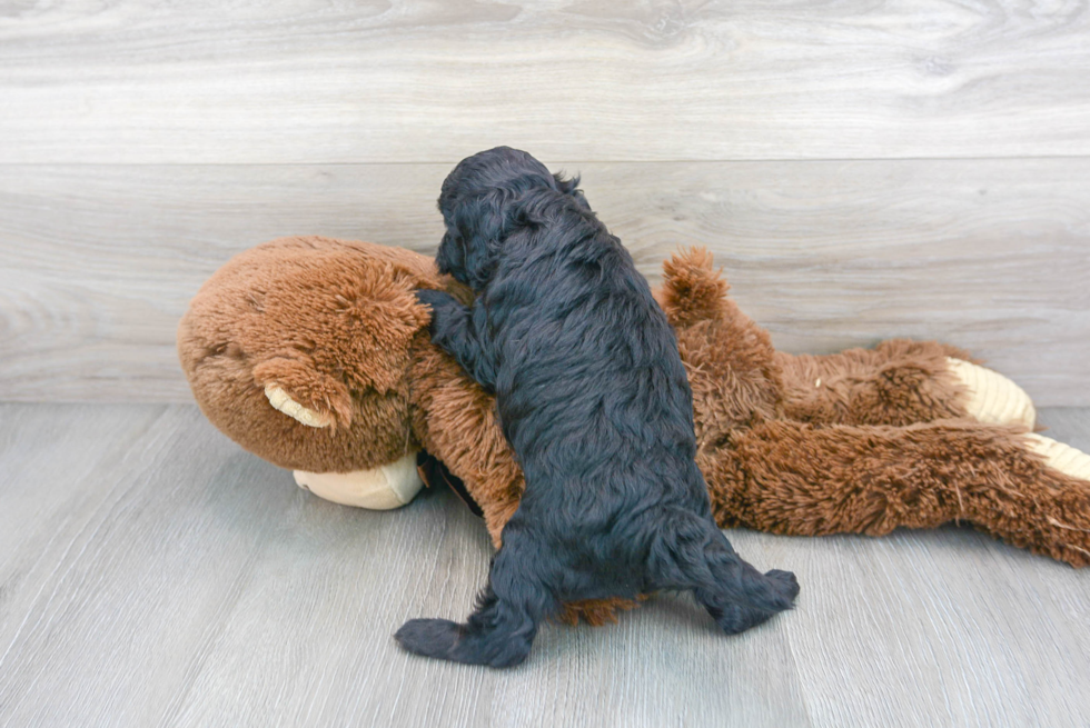 Friendly Cavapoo Baby