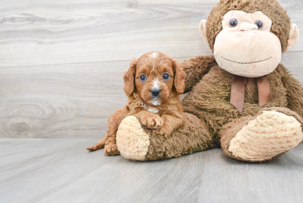 Little Cavoodle Poodle Mix Puppy