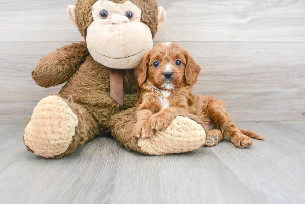 Cavapoo Pup Being Cute