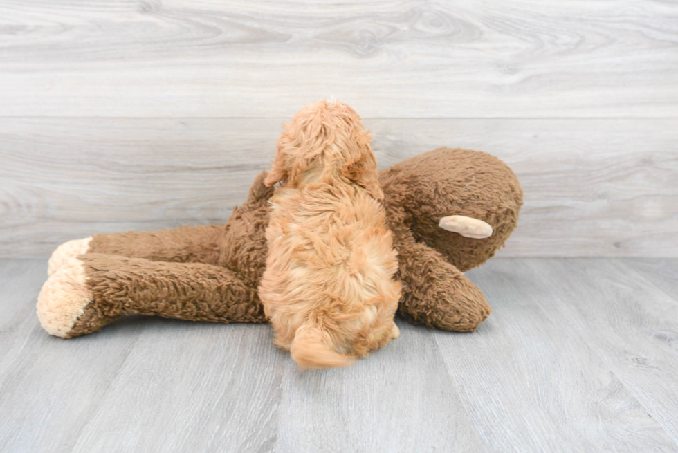 Cute Cavoodle Poodle Mix Puppy