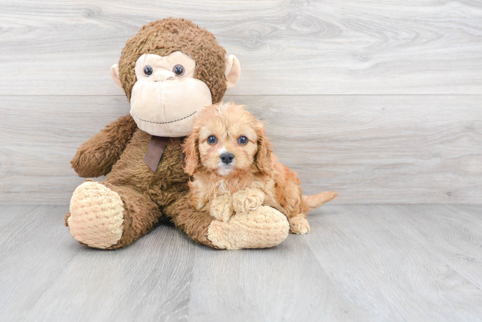 Best Cavapoo Baby
