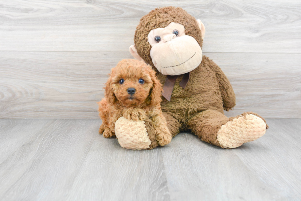 Little Cavoodle Poodle Mix Puppy