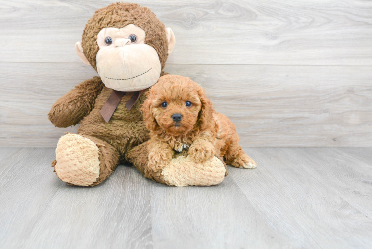 Best Cavapoo Baby