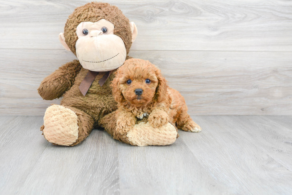 Best Cavapoo Baby