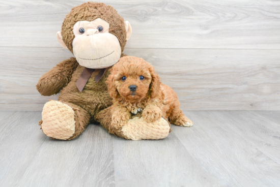 Best Cavapoo Baby