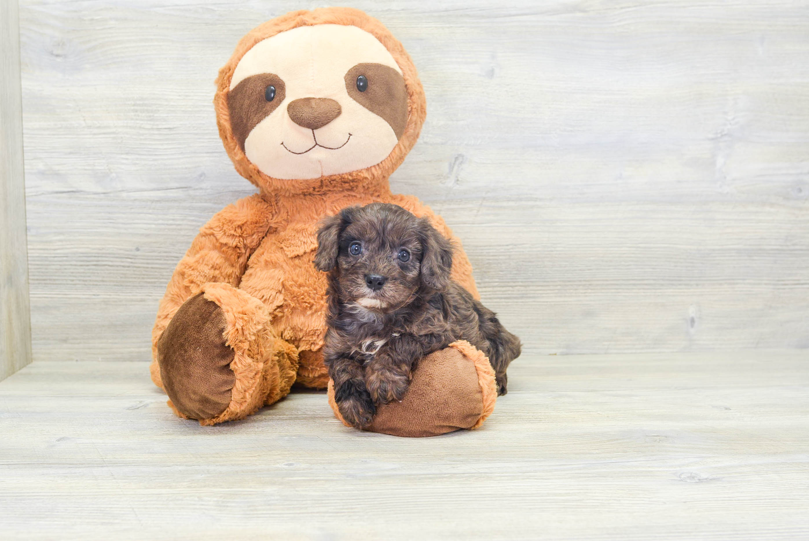 Sweet Cavapoo Baby
