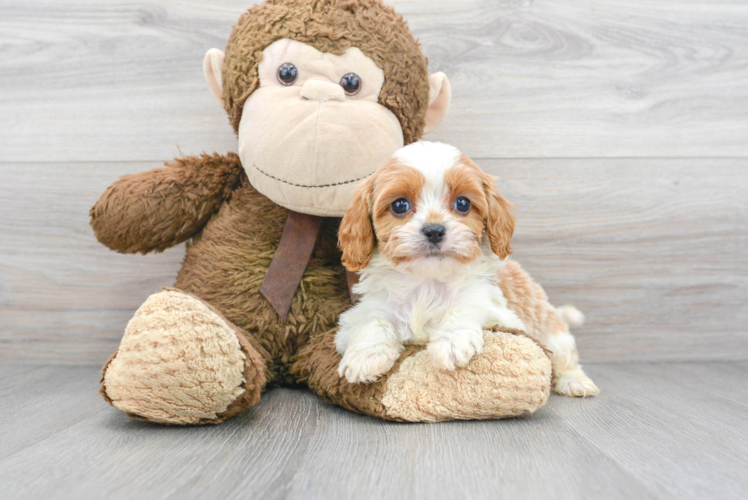 Small Cavapoo Baby