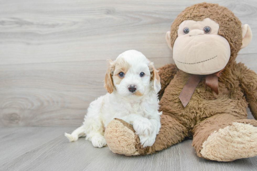 Energetic Cavoodle Poodle Mix Puppy