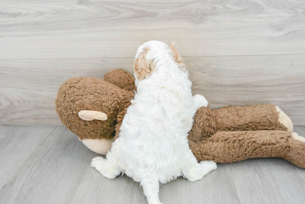 Playful Cavoodle Poodle Mix Puppy