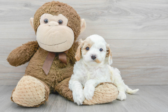 Cavapoo Pup Being Cute