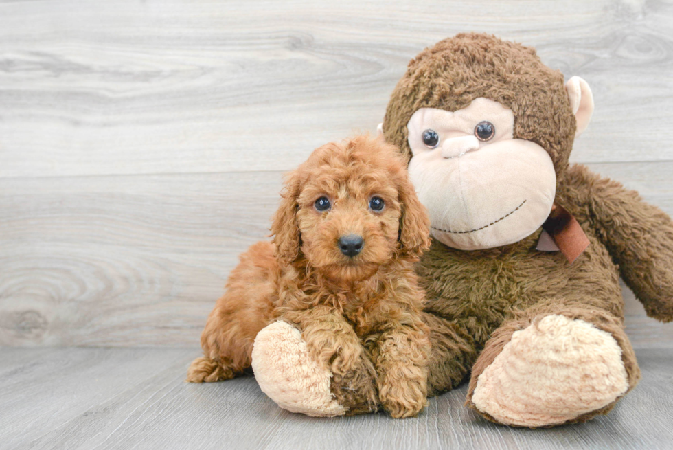 Cavapoo Pup Being Cute