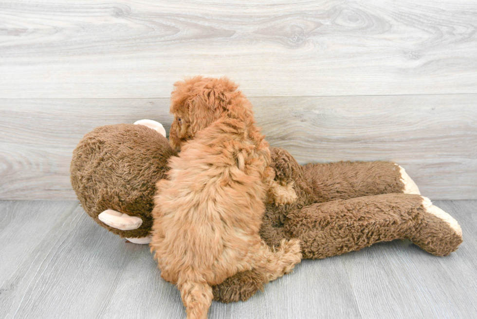 Cavapoo Puppy for Adoption